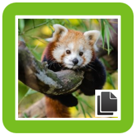 red panda