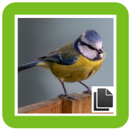 Blue tit
