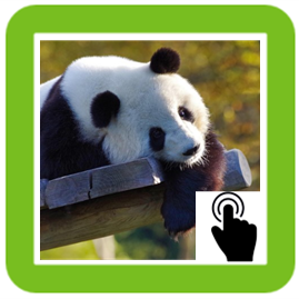panda