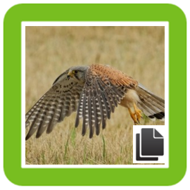 bird of prey